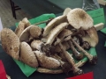 17 Macrolepiota procera